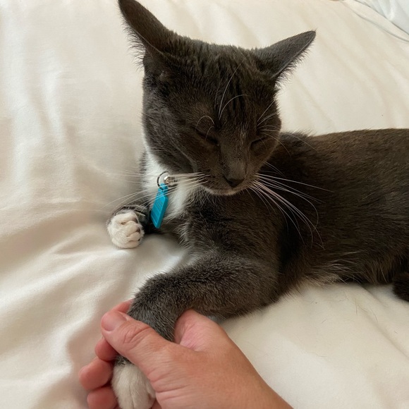 Meet your Posher, Madeline - Picture 4 of 4